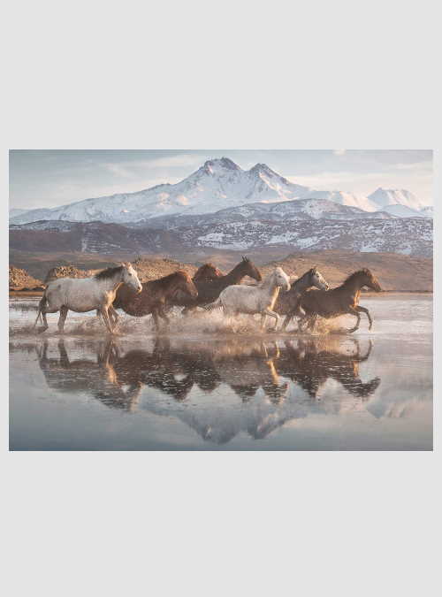 58376-horses-in-cappadocia-1000pcs