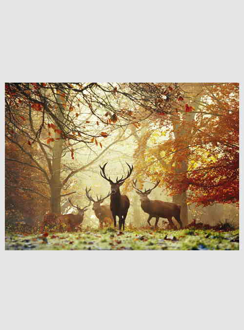 29805-Magic-Forests-Stags-1000pcs