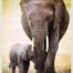 6000-0270-the-elephant-and-baby-elephant-1000pcs